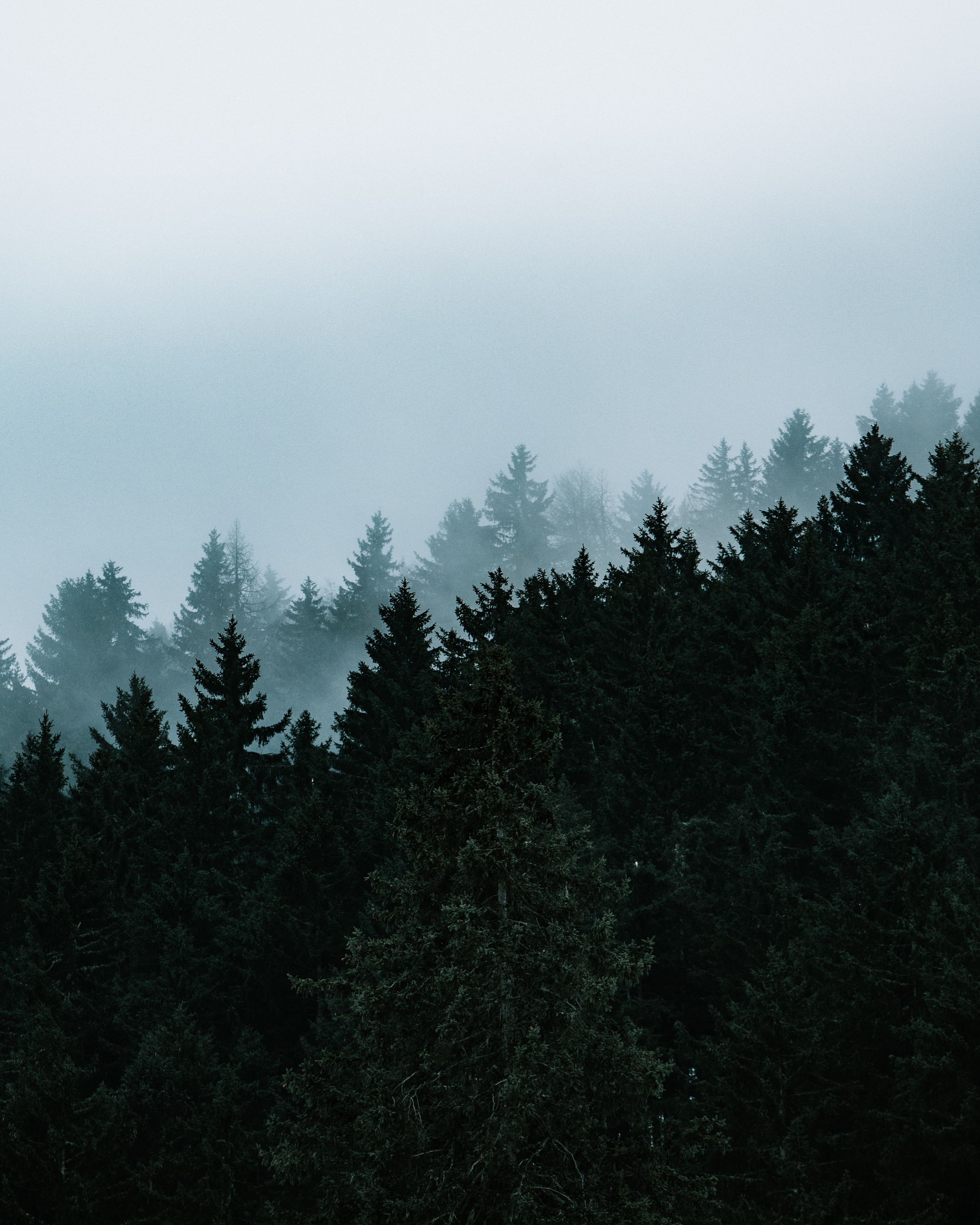 Forest-1