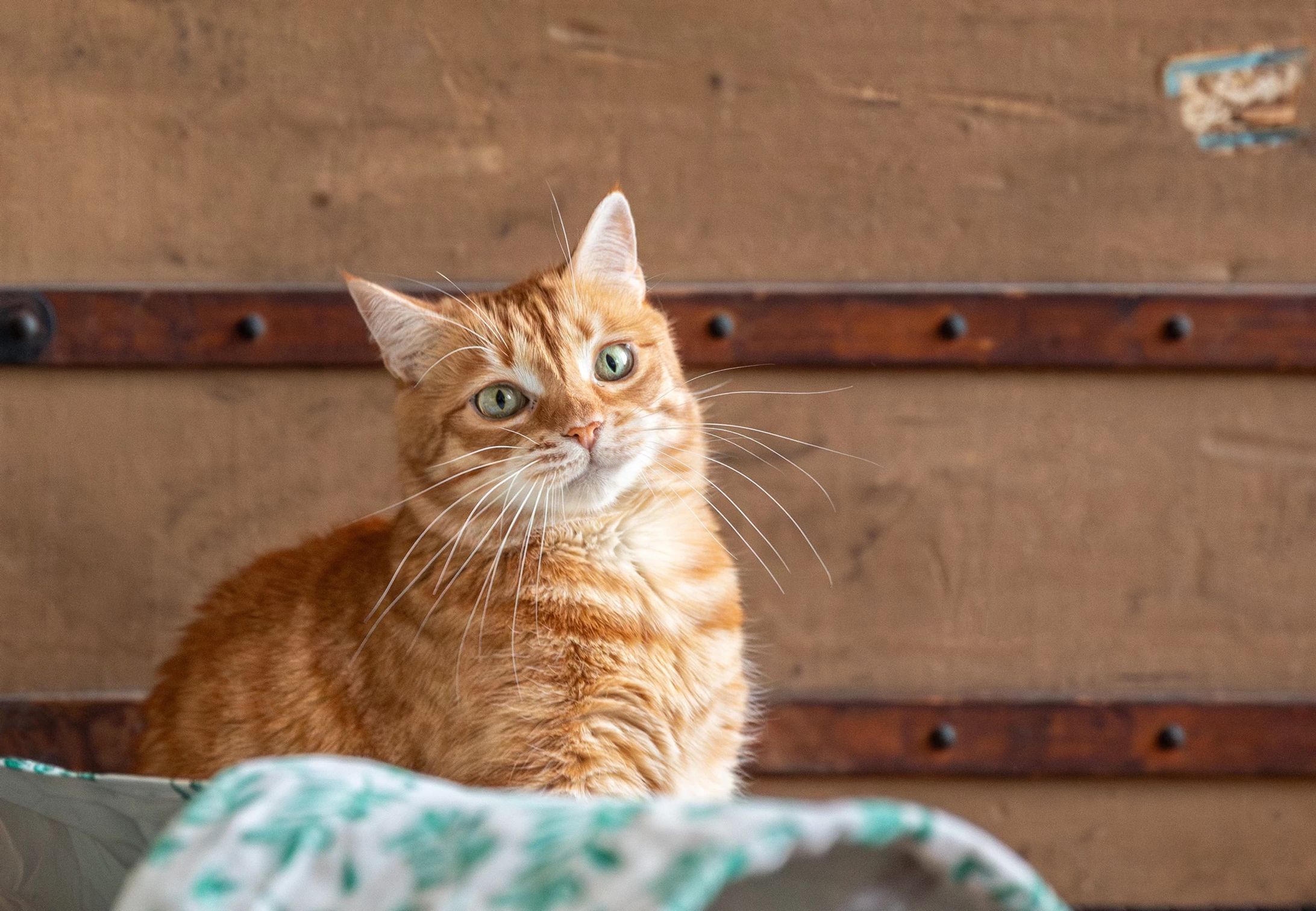 cat-1